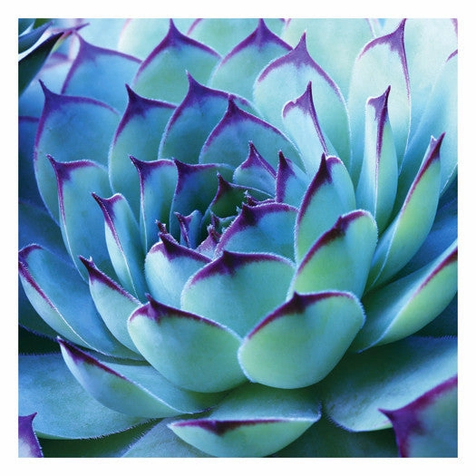 Colorful Cactus 