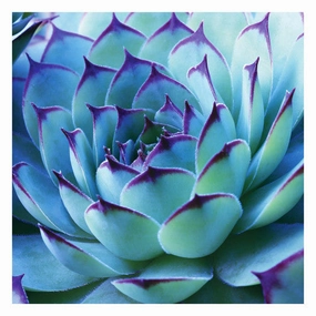 Colorful Cactus 