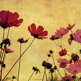 Country Poppies 