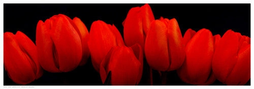 Crimson Tulips 