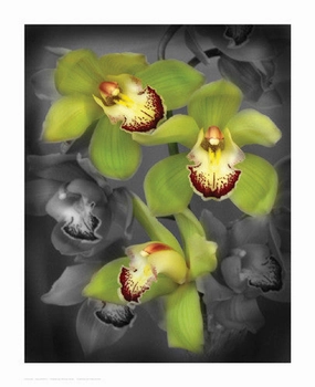Cymbidium Orchid Green 