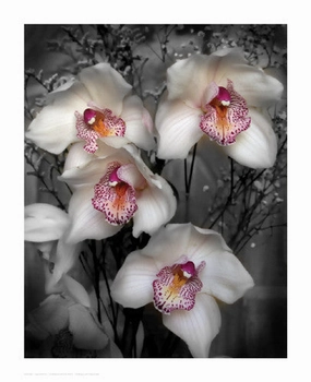 Cymbidium Orchid White 