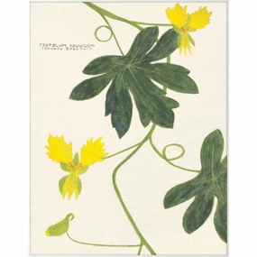 Cyril Hubbard Flowers, 10 Wall Art 