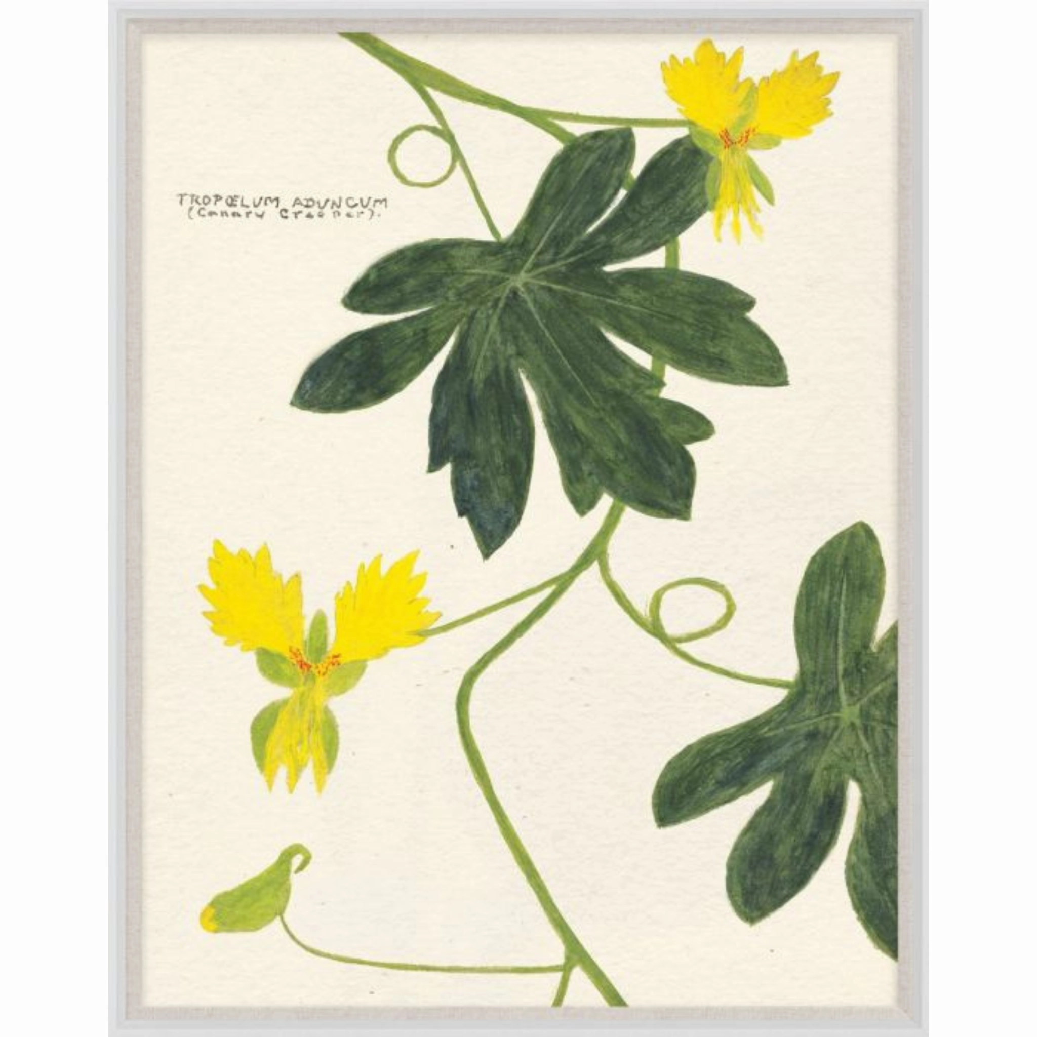 Cyril Hubbard Flowers, 10 Wall Art