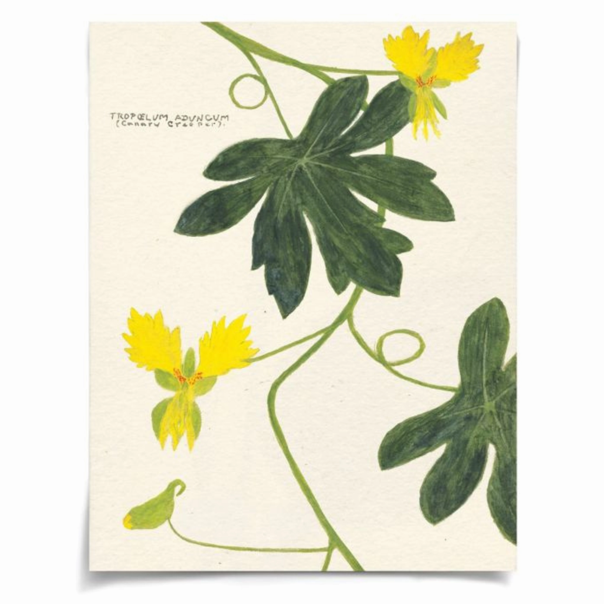 Cyril Hubbard Flowers, 10 Wall Art