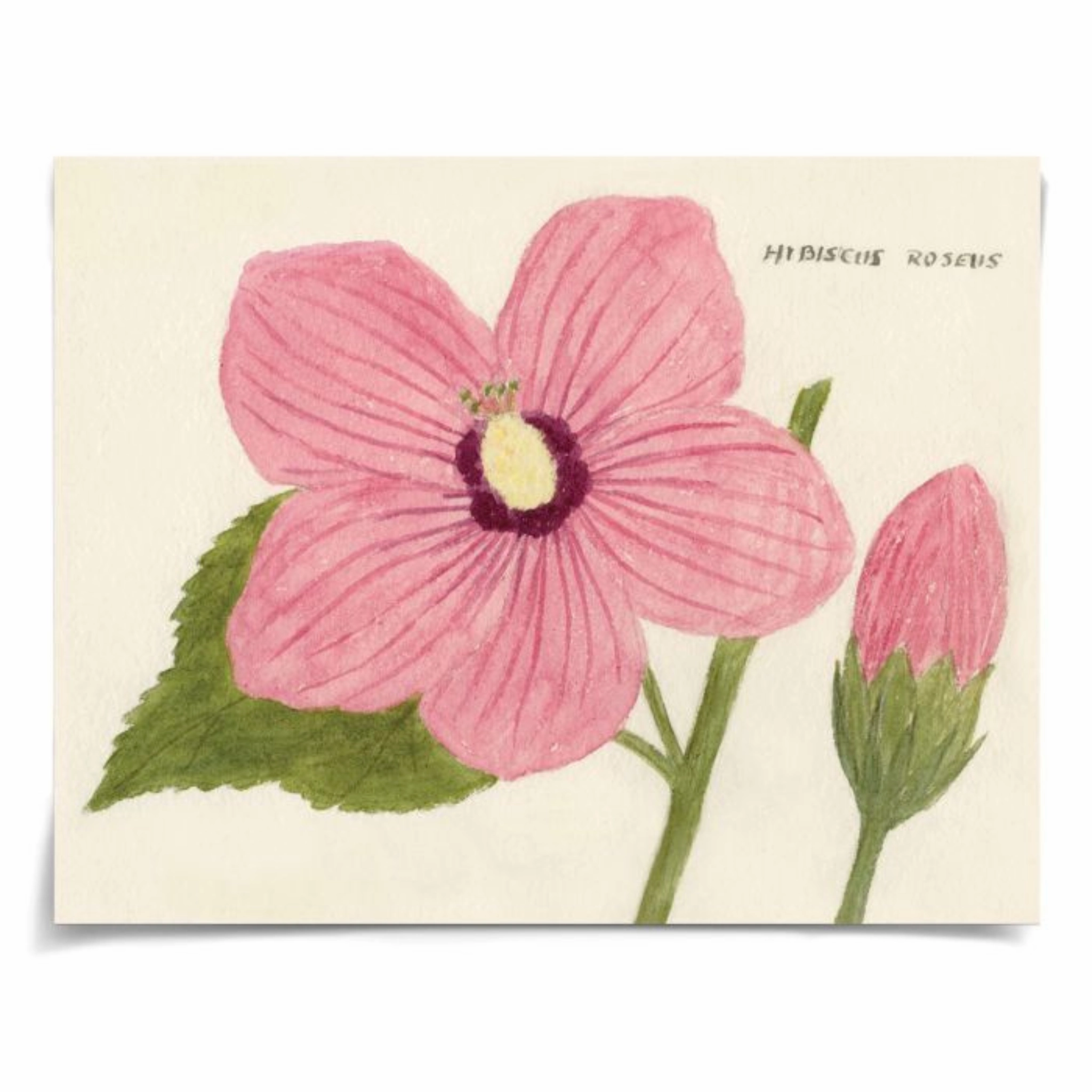Cyril Hubbard Flowers, 2 Wall Art