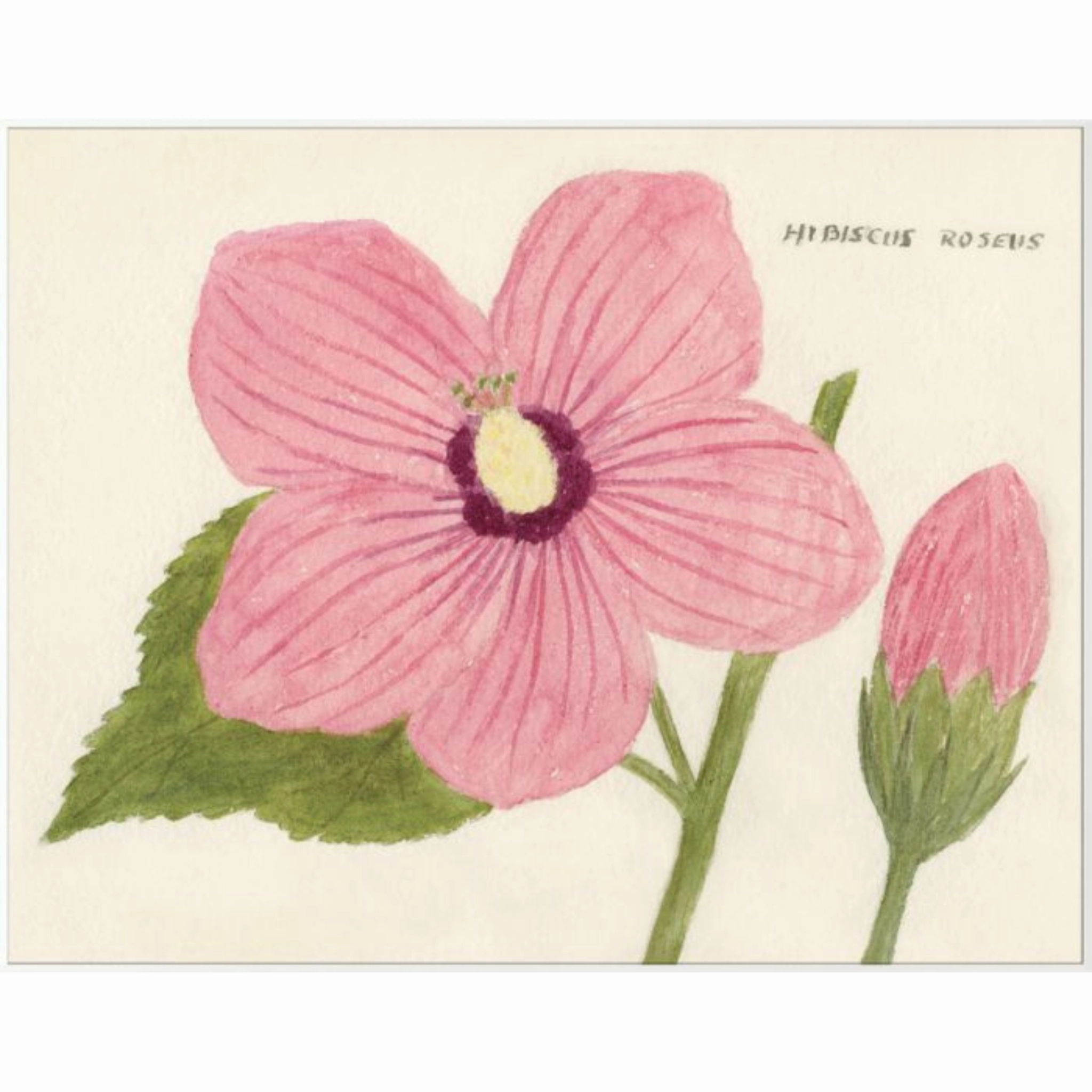 Cyril Hubbard Flowers, 2 Wall Art 