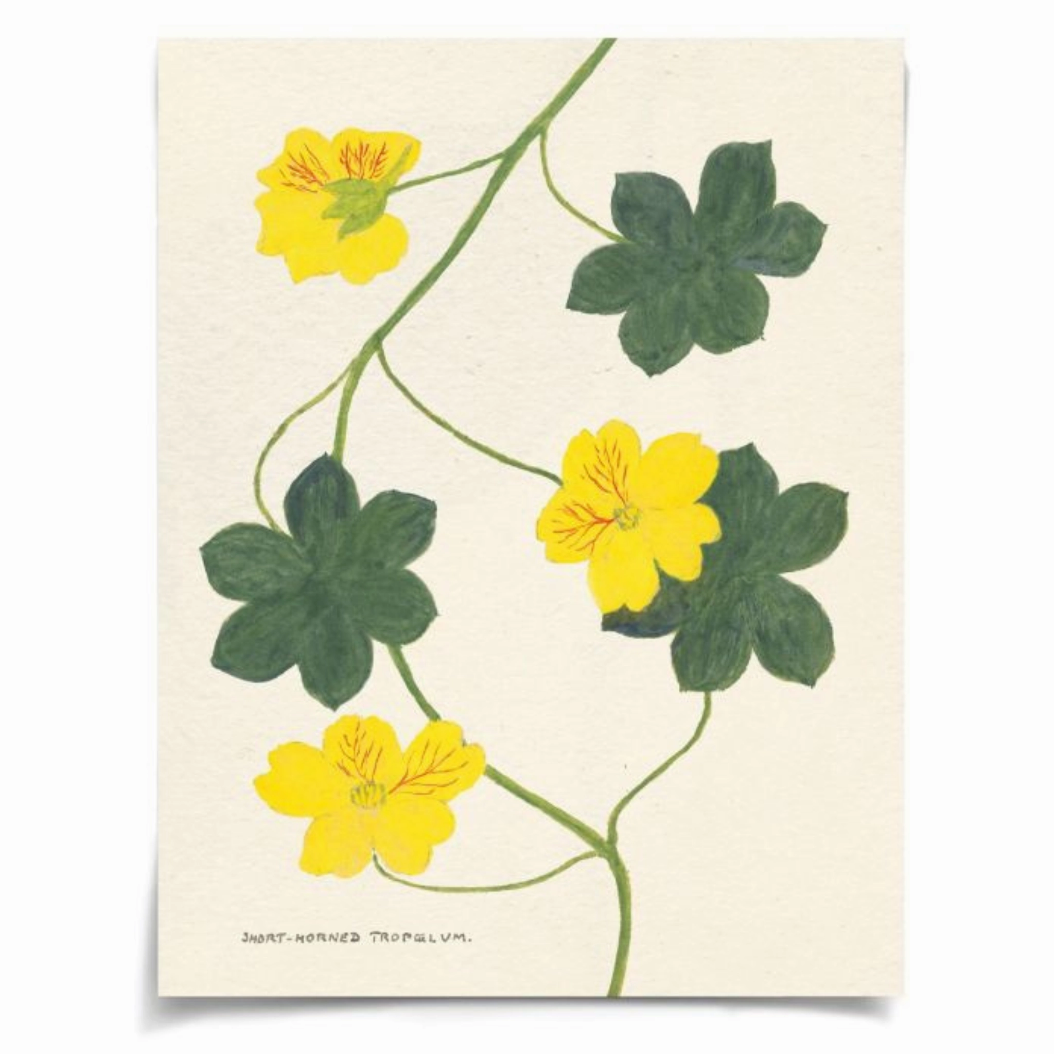 Cyril Hubbard Flowers, 9 Wall Art