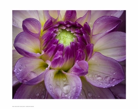 Dahlia Close Up 
