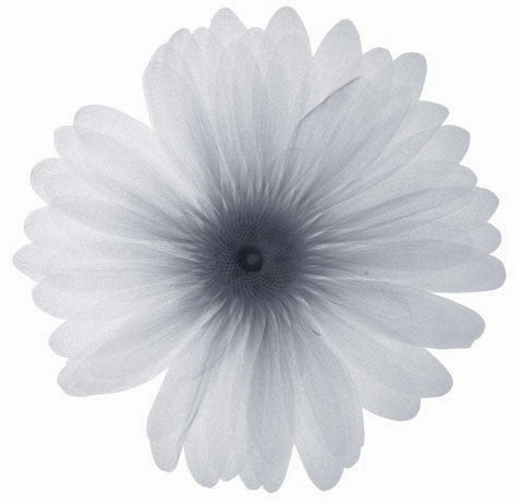 Delicate Petals 
