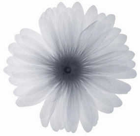 Delicate Petals 