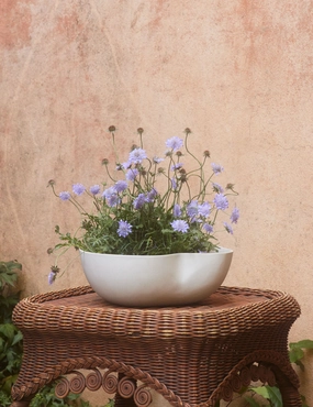 Dempsy Low Planter by Sarah Sherman Samuel 