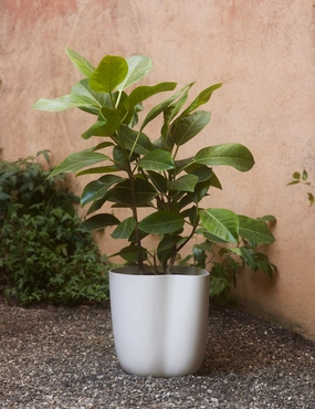 Dempsy Planter by Sarah Sherman Samuel 
