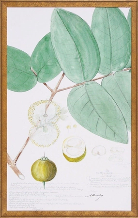 Descubes Fruit I Botanical Lithograph Reproduction Wall Art 