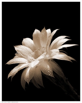 Dewdrops II 