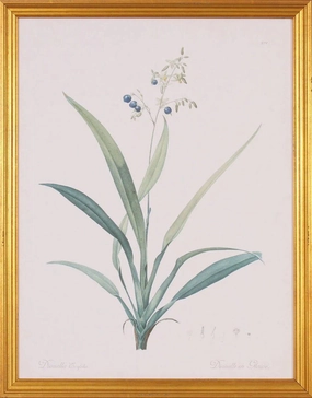 Dianella Botanical Lithograph Wall Art in Gold Wood Frame 