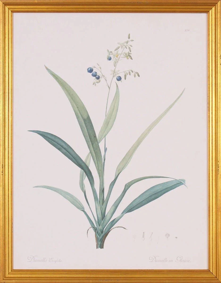 Dianella Botanical Lithograph Wall Art in Gold Wood Frame 