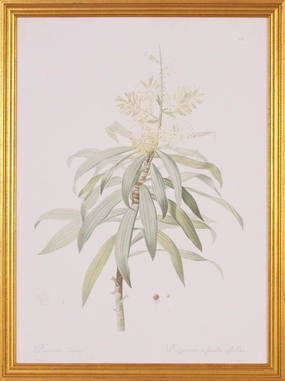Dracaena Botanical Lithograph Wall Art in Gold Wood Frame 