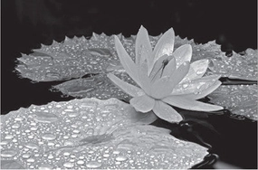 Droplets on Water Lily 