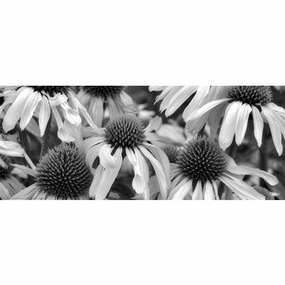Echinacea Sunrise 