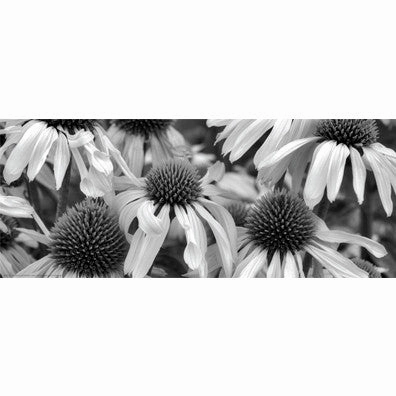 Echinacea Sunrise 