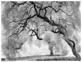 Enchanted Forest 
