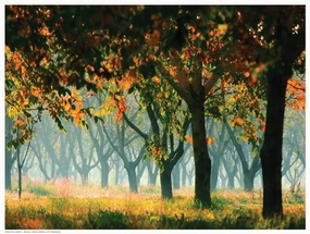 Fall Forest 