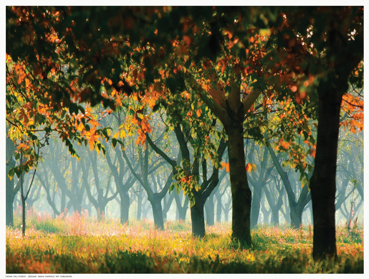 Fall Forest 