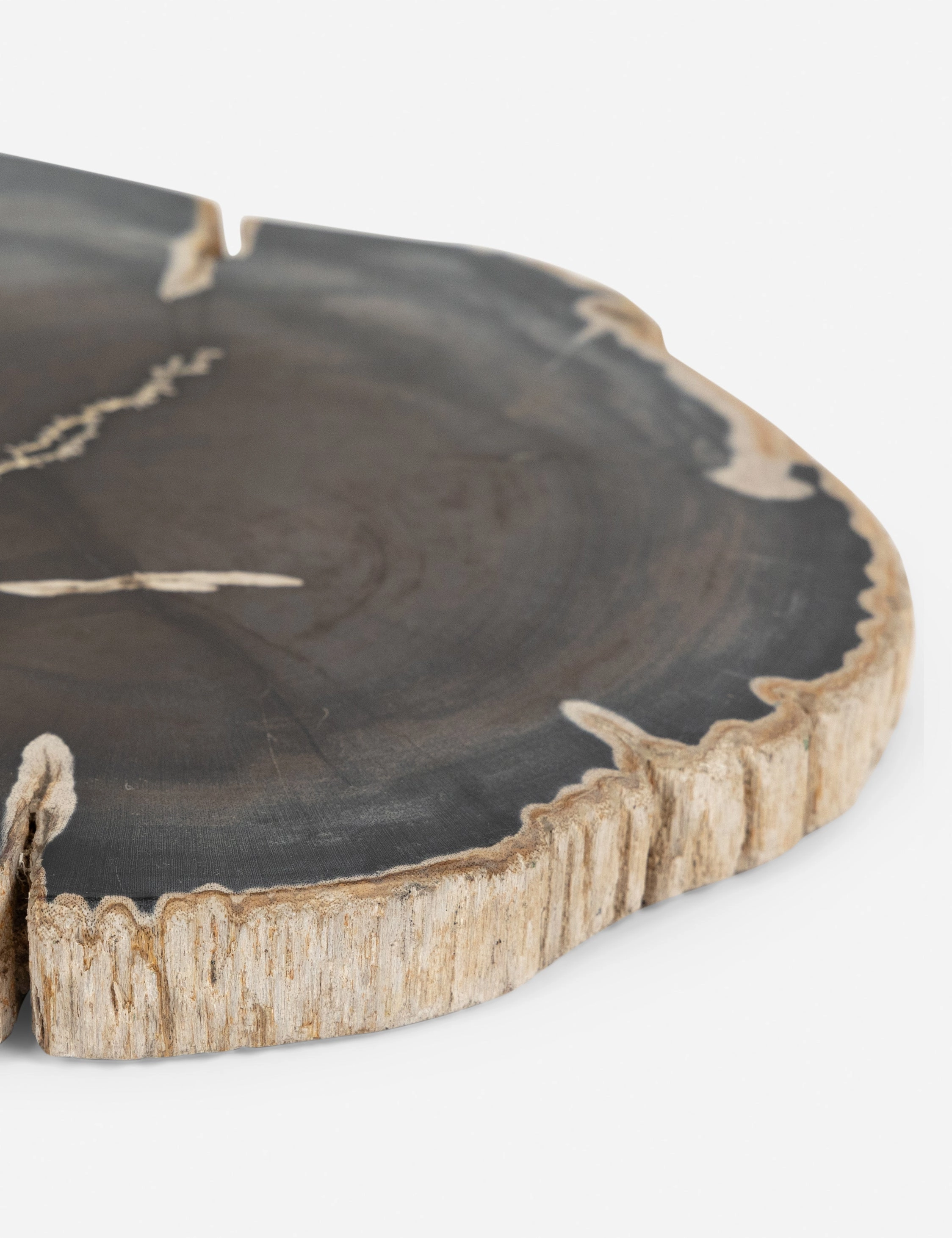 Farzana Petrified Wood Slab -  -