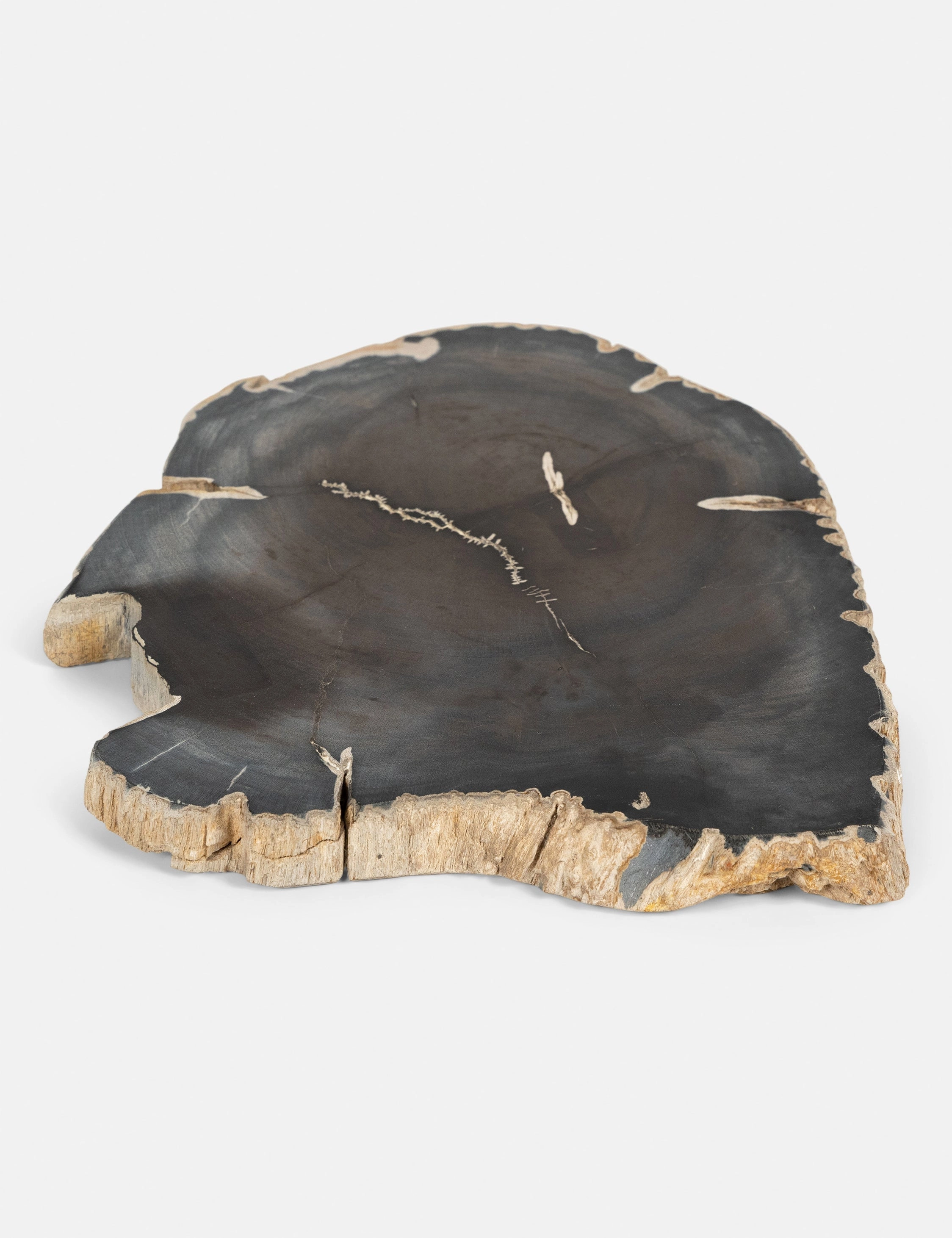 Farzana Petrified Wood Slab -  - 