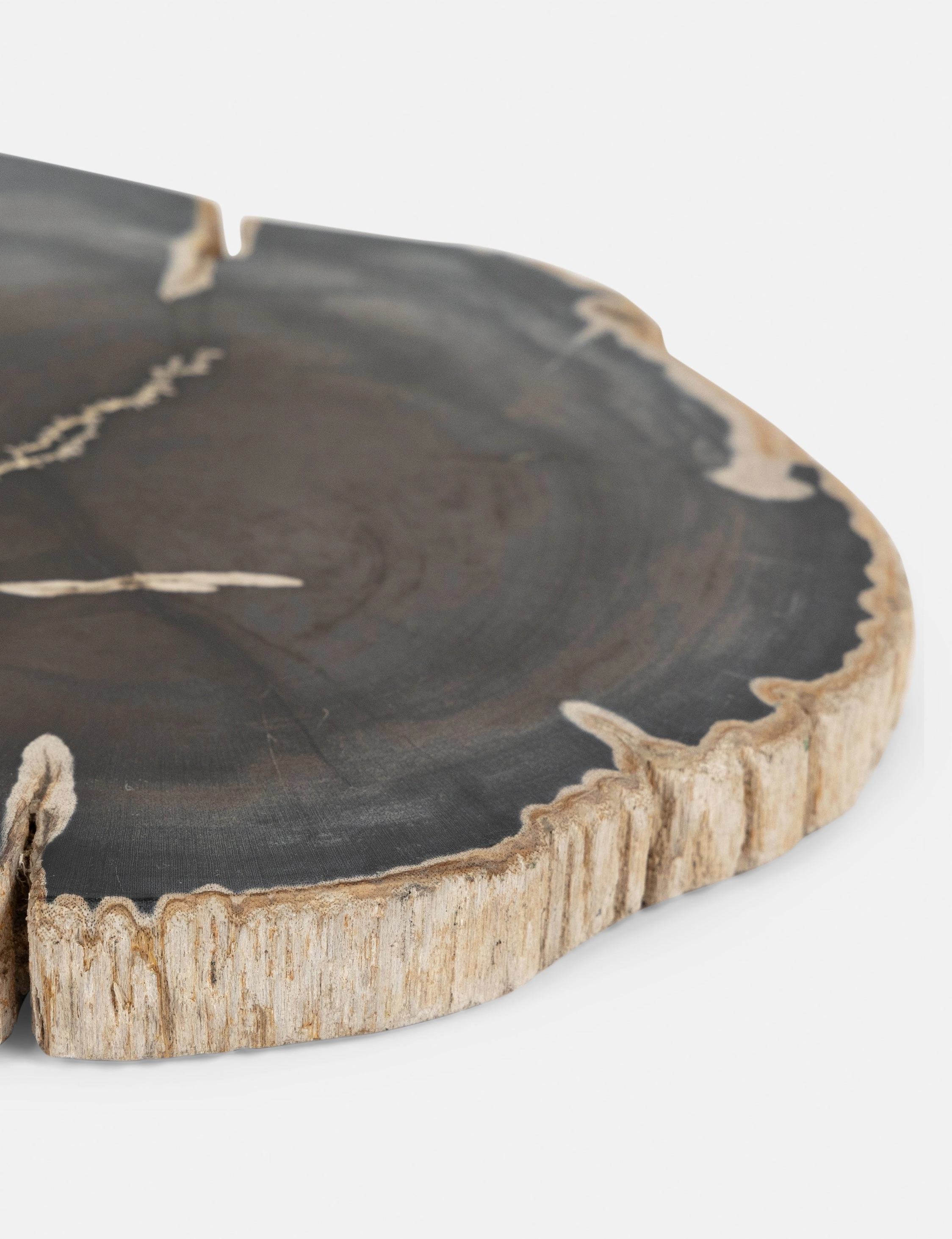 Farzana Petrified Wood Slab -  -