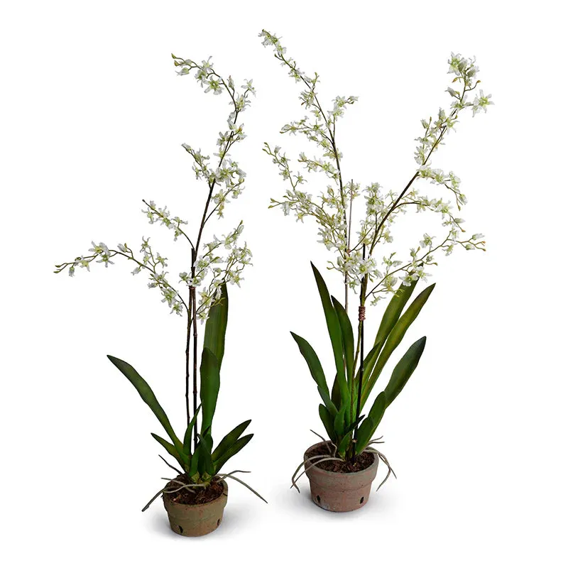 Faux White Brassia Orchids in Terracotta Pot