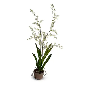 Faux White Brassia Orchids in Terracotta Pot 