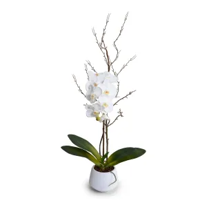 Faux White Phalaenopsis Orchid with Curly Willow in White Pot 