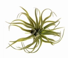 Faux Tillandsia 