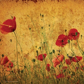 Field of Poppies 