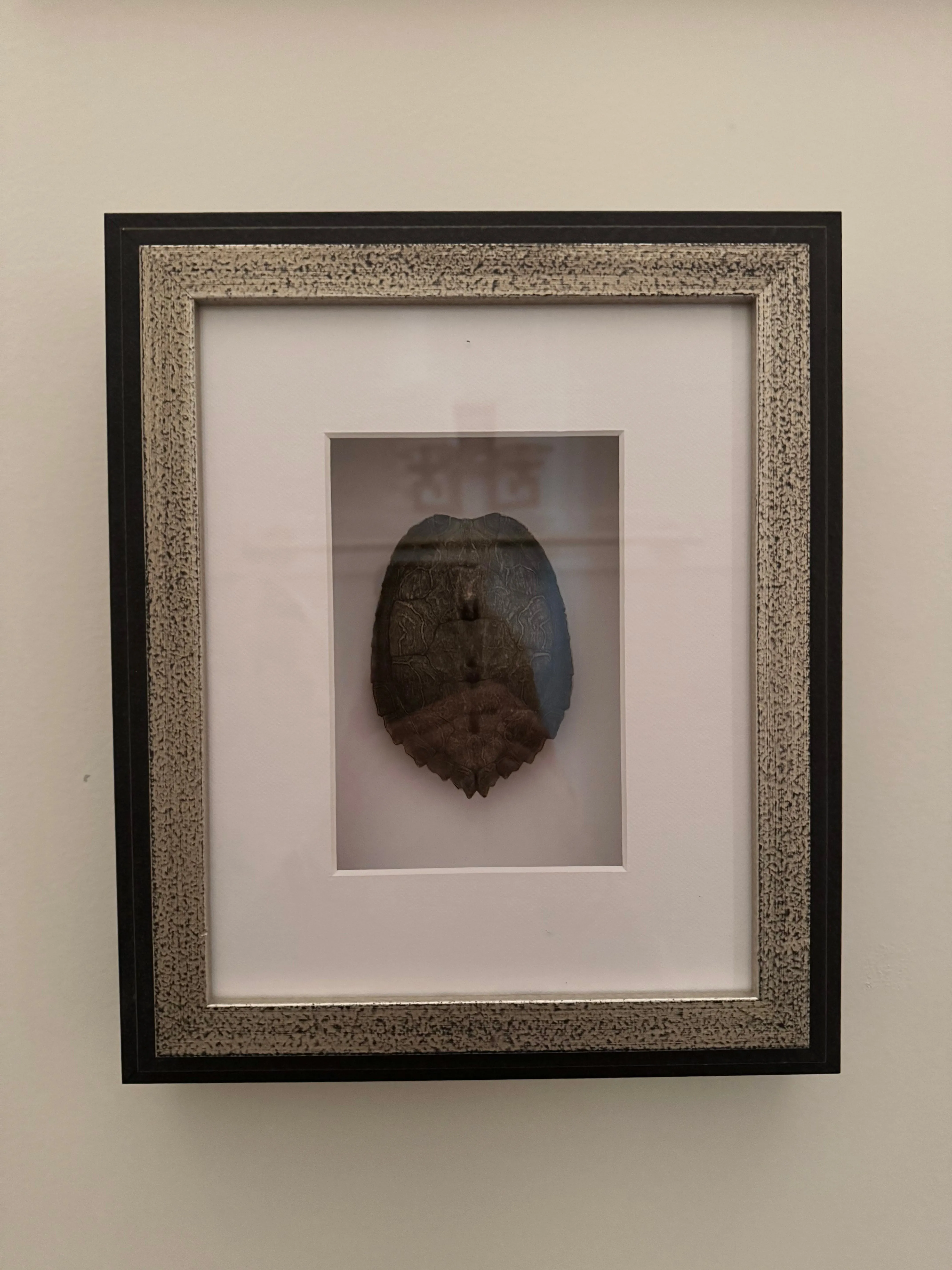 Framed Turtle Shell