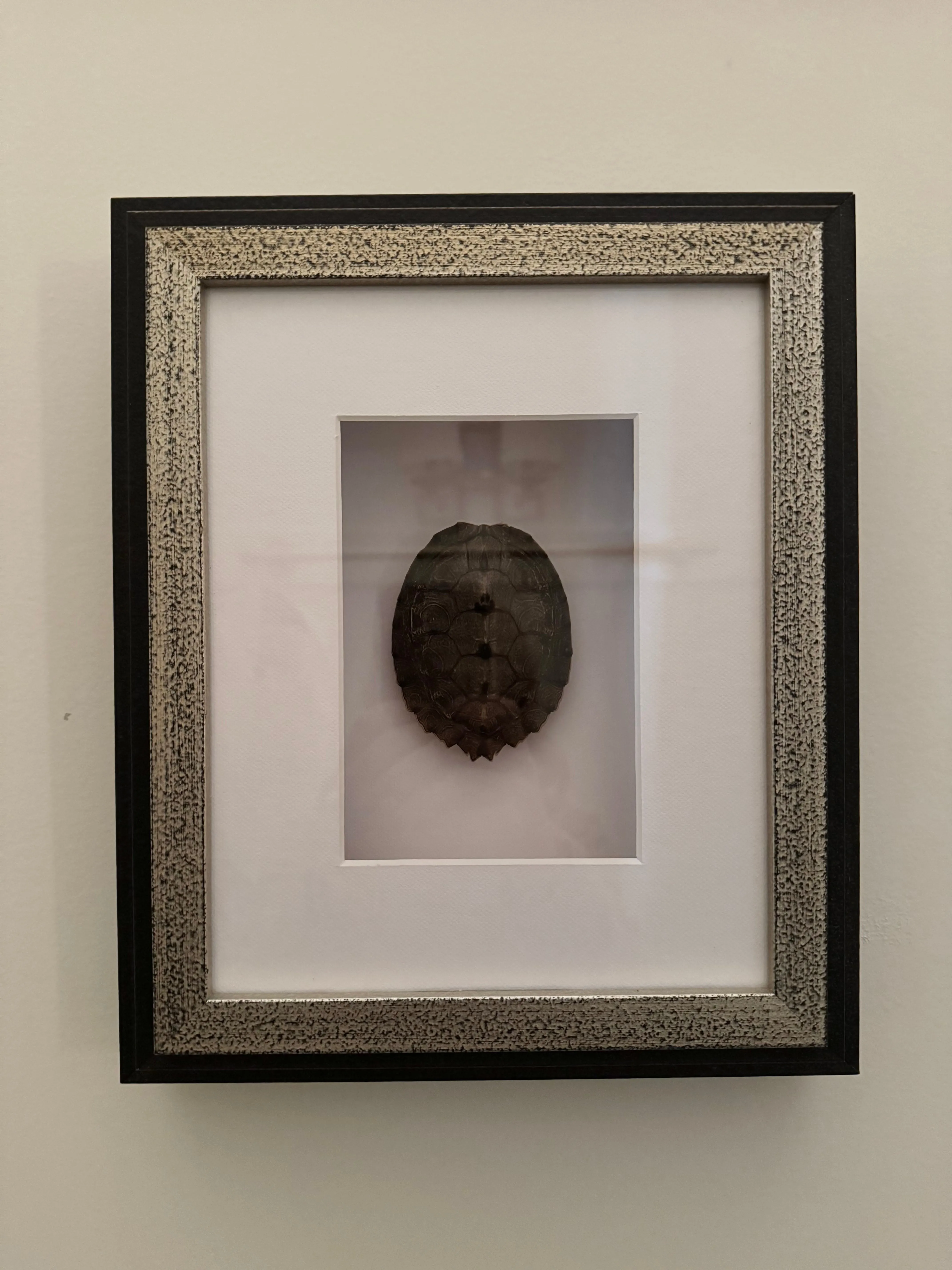 Framed Turtle Shell