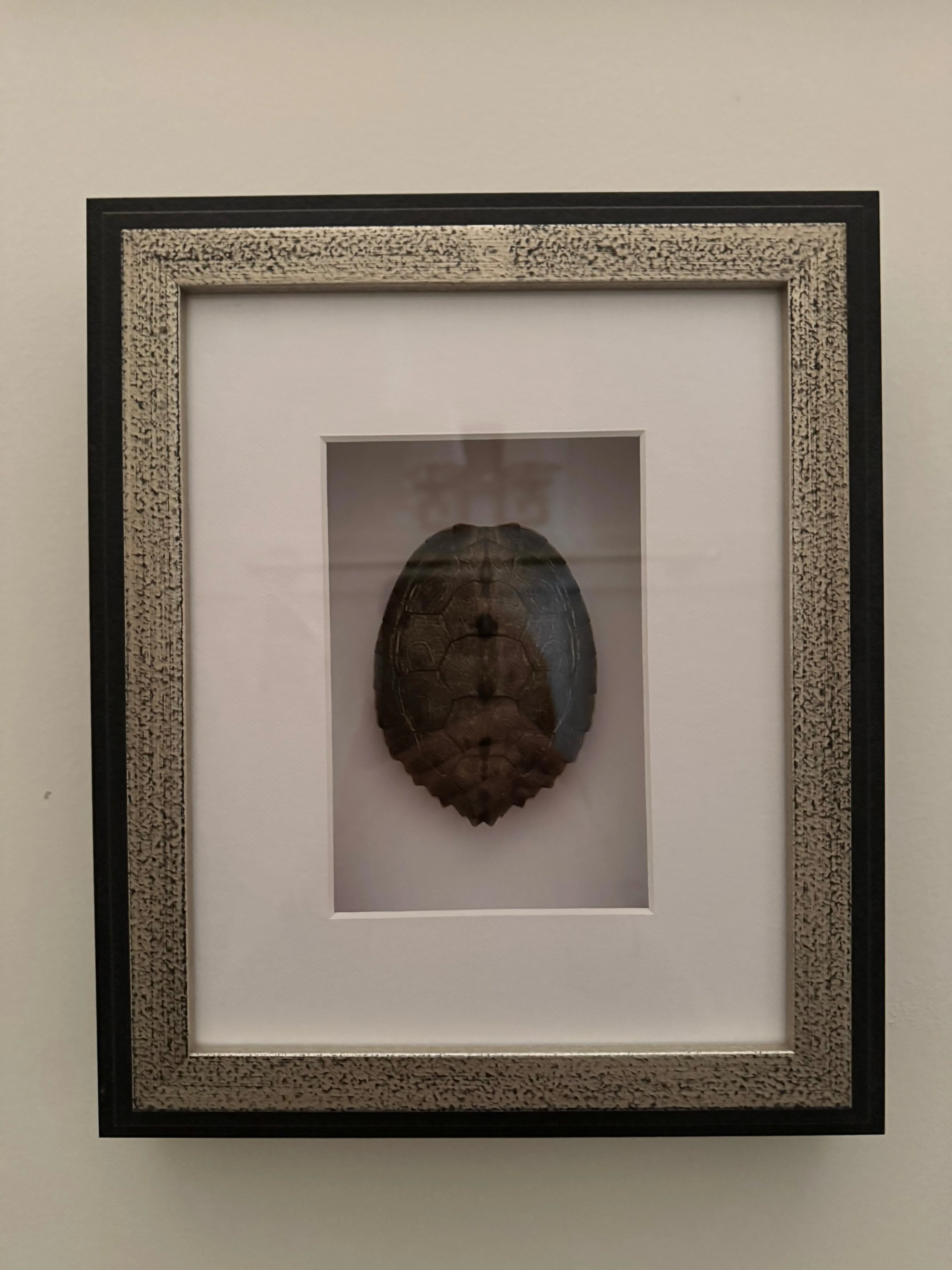 Framed Turtle Shell