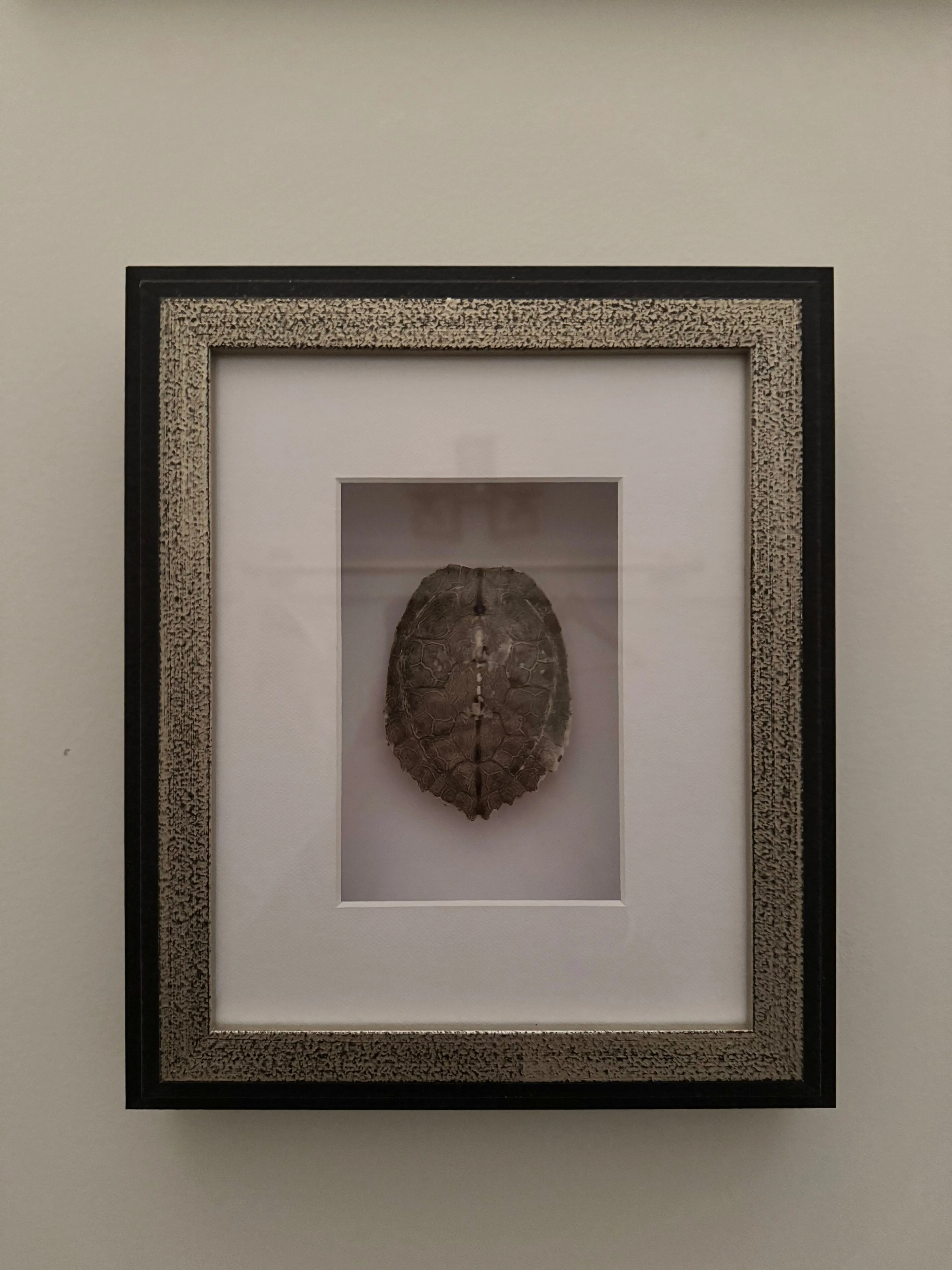 Framed Turtle Shell 