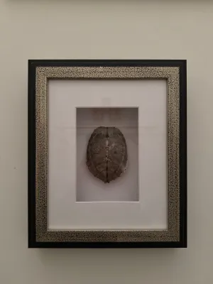 Framed Turtle Shell 