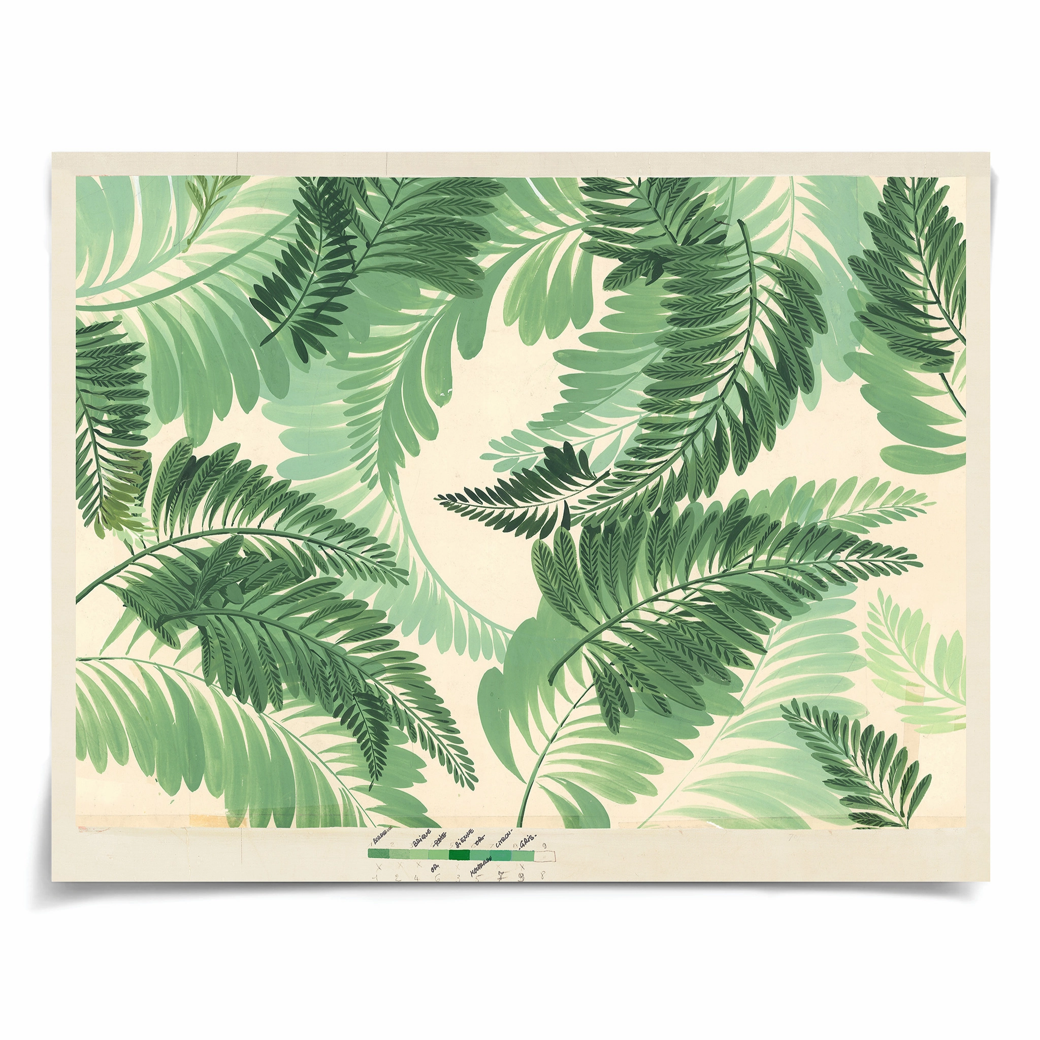Frederick Steiner Archive, Dancing Ferns