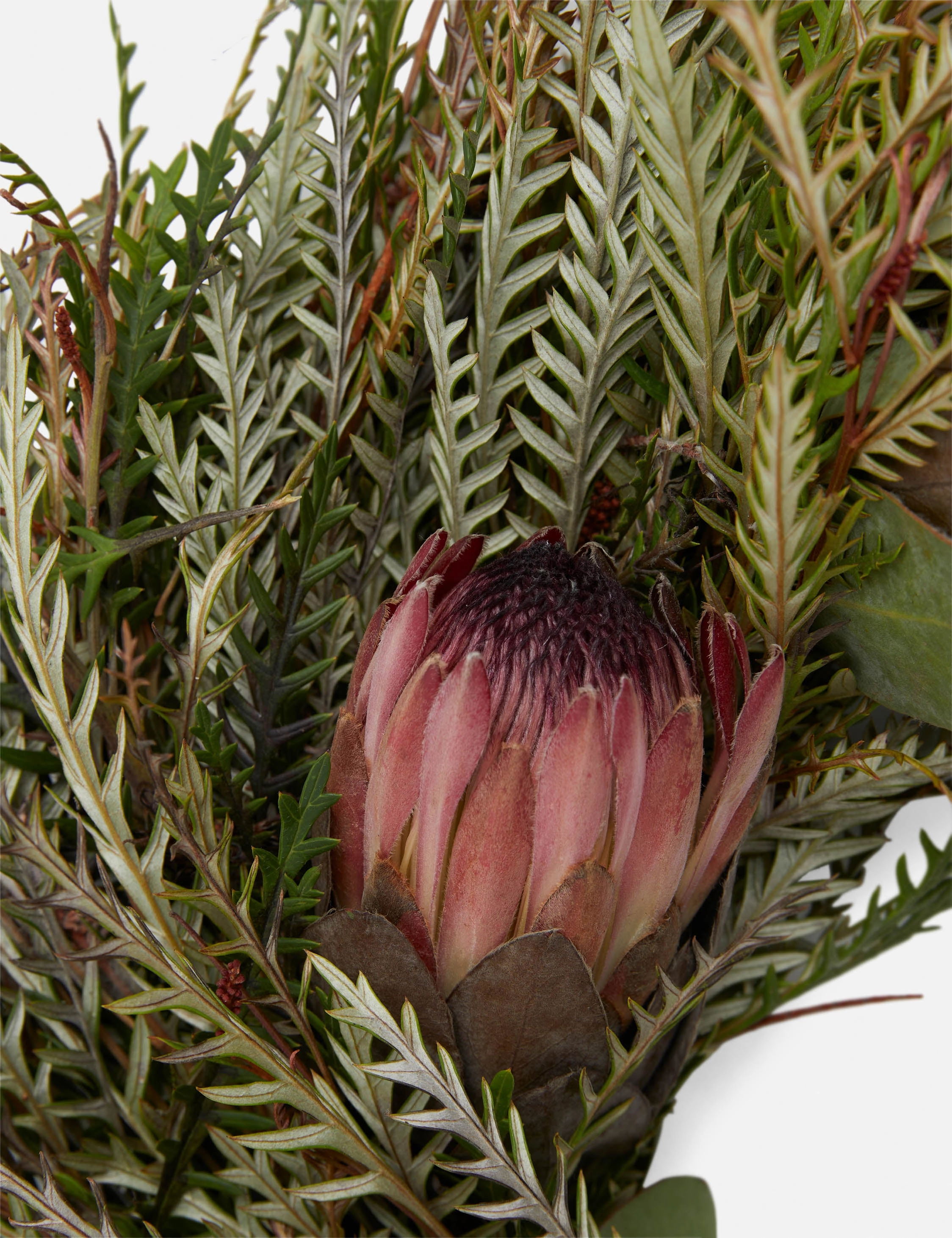 Fresh Handmade Grevillea and Pink Ice Protea Wreath
