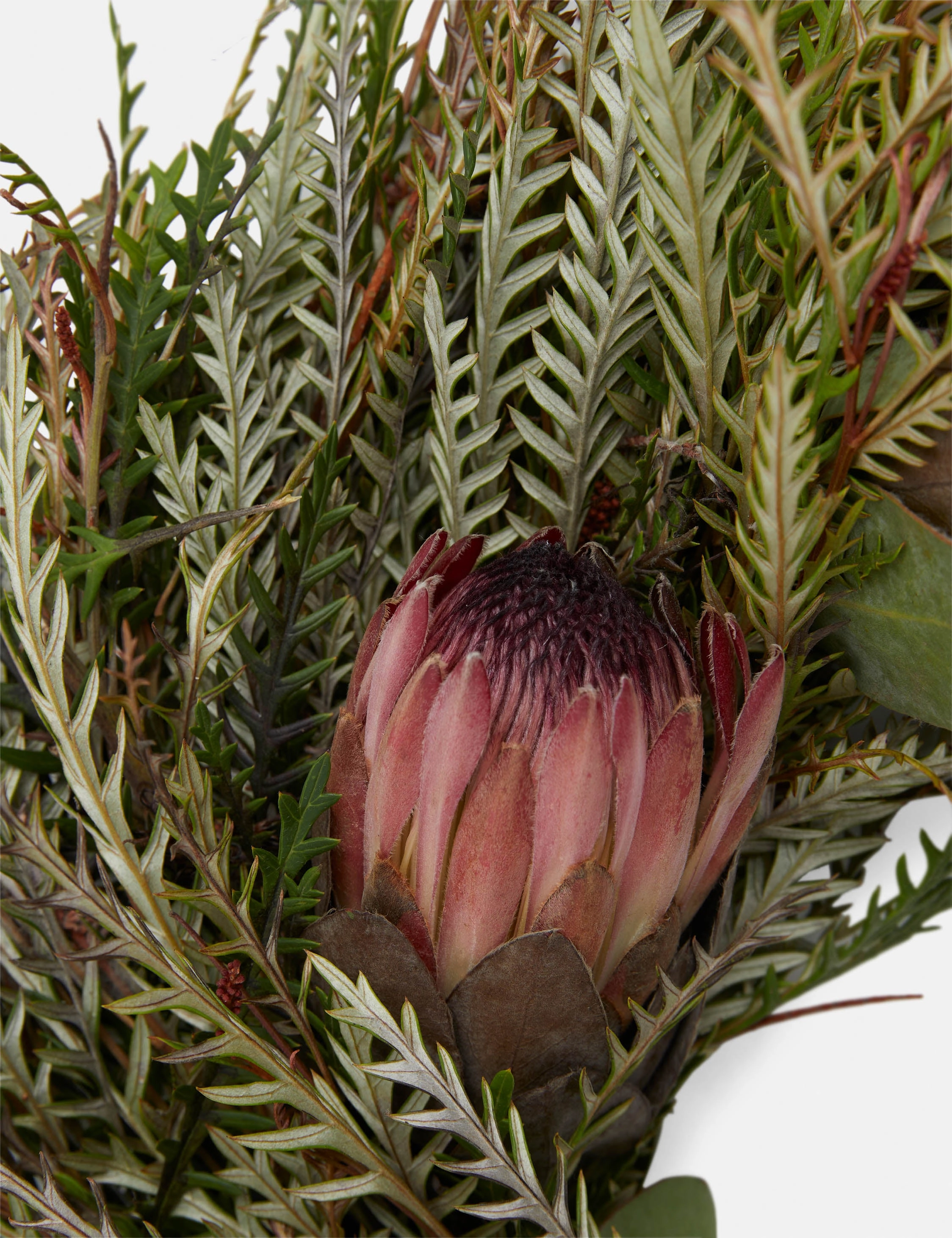 Fresh Handmade Grevillea and Pink Ice Protea Wreath