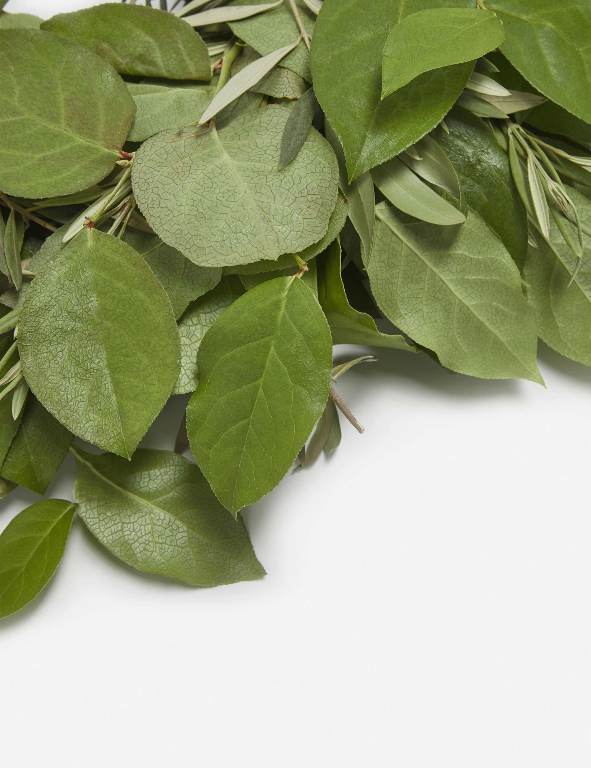 Fresh Handmade Olive and Lemon Leaf Wreath