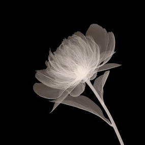 Full Bloom 