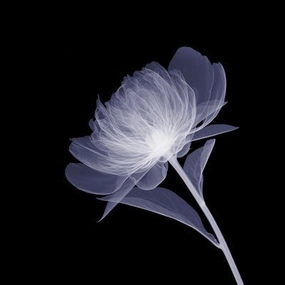 Full Bloom 