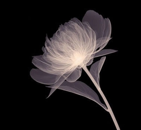 Full Bloom (Sepia) 