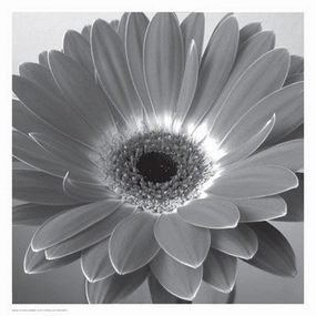 Glowing Gerbera 