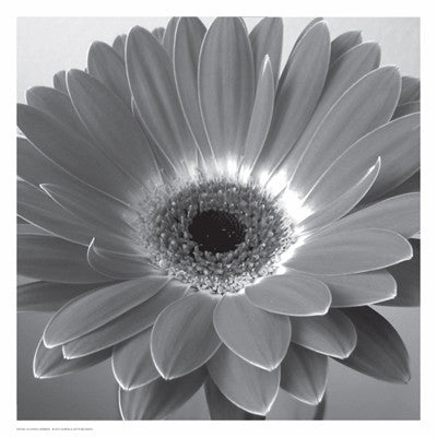 Glowing Gerbera 